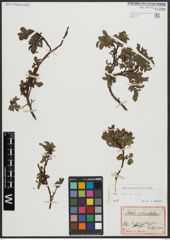 Foto von Salix alpina Scop.